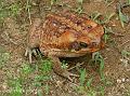 Bufo marinus (Rhinella marina)  Cane Toad03